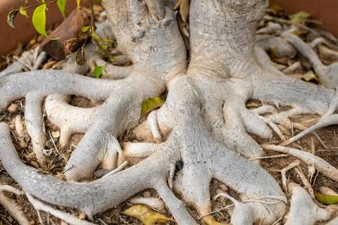 FICUS tree roots Stock Photos