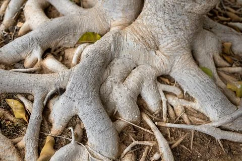 FICUS tree roots Stock Photos