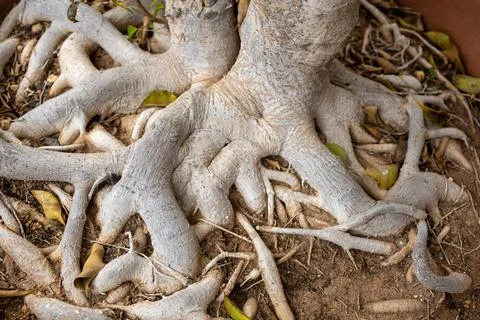 FICUS tree roots Stock Photos