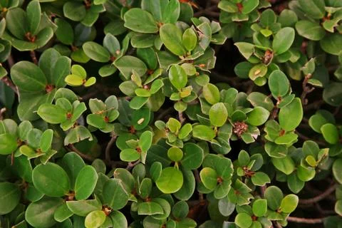 Ficus tree shoot pattern Stock Photos