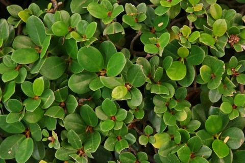 Ficus tree shoot pattern Stock Photos