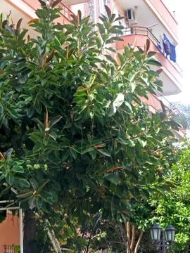 Ficus tree trunk with branches and leaves in street, Turkey Stock Photos
