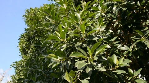 Ficus tree. windy green leaves moving in wind Stock-Footage 102823523