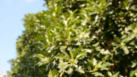 Ficus tree. windy green leaves moving in wind 스톡 동영상 102824466