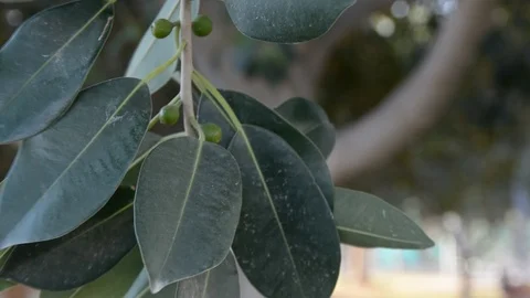 Ficus tree. windy green leaves moving in wind 스톡 동영상 107628860