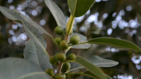 Ficus tree. windy green leaves moving in wind Vídeo Stock 107629059