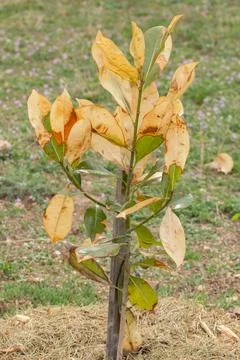 Ficus tree with yellow leaves Stock Photos