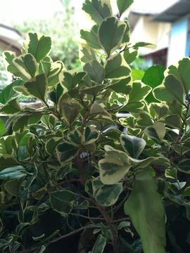 Ficus triangularis (Ficus variegata) or Butterfly Banyan. Natural background Stock-Fotos