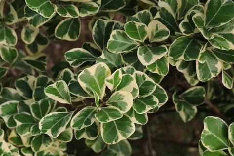 Ficus triangularis variegata, green plant growing in Thailand. Stock Photos