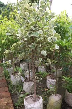 Ficus triangularis 'Variegata leaf plant on bag 库存照片