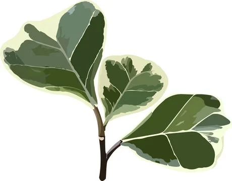 Ficus Triangularis Variegata Variegated Dwarf Triangle Fig Stock Illustration