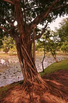 Ficus trunk and roots Stock Photos