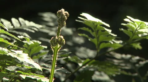 Fiddle head fern closeup Stock Footage 59702382