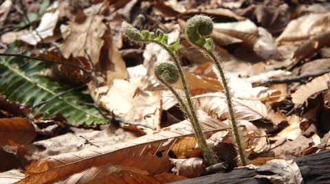 Fiddle Head Ferns in the Woods Stock Footage 54046727