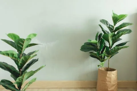Fiddle Leaf Fig big leave plant with paper pot in the room of an apartment. Stock Photos