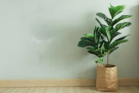 Fiddle Leaf Fig big leave plant with paper pot in the room of an apartment. Фото