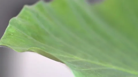 Fiddle leaf fig, closeup with selective focus Stock Footage 150319179