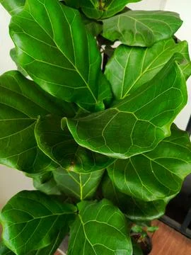 The fiddle-leaf fig (Ficus lyrata) is a tropical tree native to West Africa.. Stock Photos