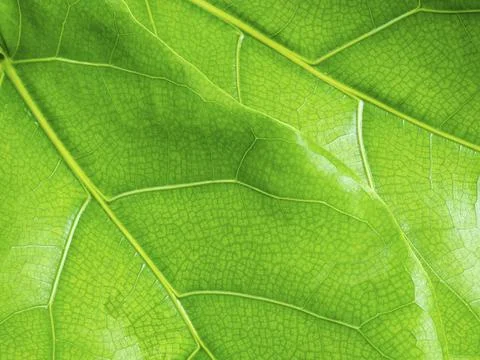 Fiddle-leaf fig. new green leafs texture background. Stock Photos