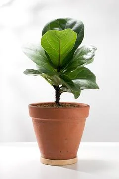 Fiddle leaf fig or Ficus lyrata warb. Stock Photos