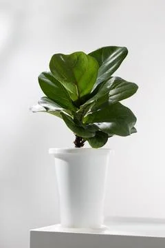 Fiddle leaf fig or Ficus lyrata in a white plastic pot. Stock Photos