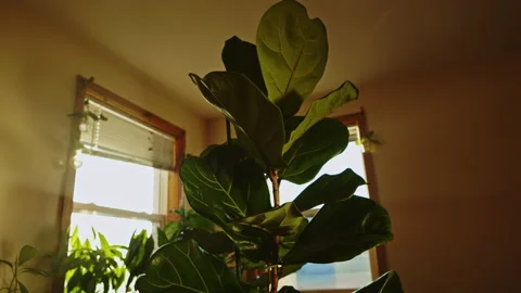 Fiddle leaf fig plant is in front of windows with sunlight shining on its leaves Stock Footage 337866633
