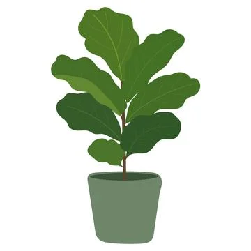 Fiddle Leaf Fig Plant in Green Pot Flat Vector Illustration Stock Illustration