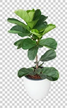 Fiddle leaf fig plant with large green leaves in a white pot Stock Photos