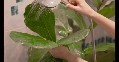 Fiddle Leaf Fig Plant washed in bathroom shower Stock Footage 314223306