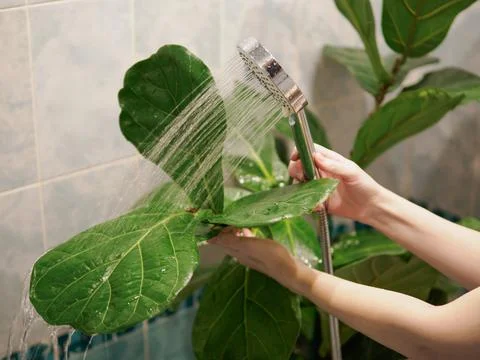 Fiddle Leaf Fig Plant washed in bathroom shower 스톡 사진