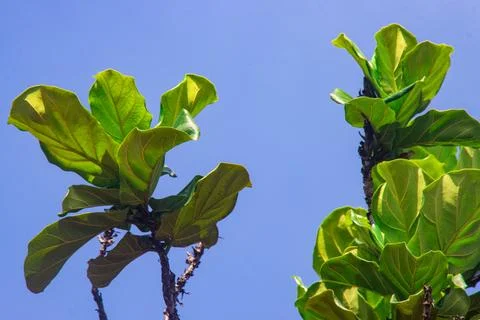 Fiddle Leaf Fig Tree Branches with Green Leaves Under Clear Blue Sky, Ficus.. Stock Photos