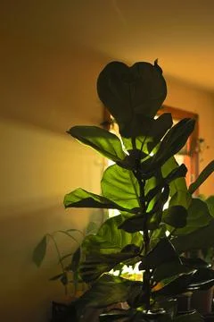 Fiddle leaf fig tree growing indoors by window in natural light during daytim Photos
