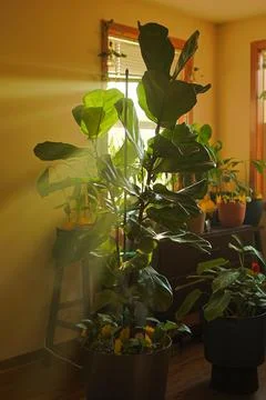 Fiddle leaf fig tree thrives in bright indoor space with sunlight streaming.. Stock Photos