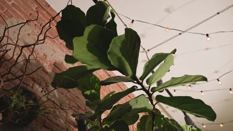 Fiddle leaf fig under string lights closeup leaves against exposed brick warm Stockbeeldmateriaal 330033095