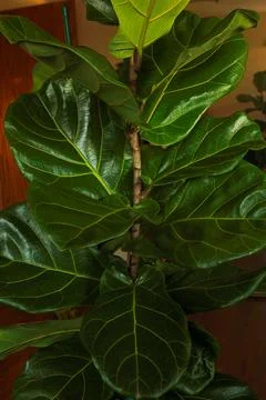 Fiddle leaf tree Ficus Lyrata growing indoors in a living space with sunlig.. Fotos Stock