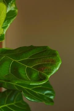 Fiddle leaf tree Ficus Lyrata in indoor setting with focus on the leaves sh.. Фото