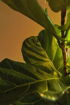 Fiddle leaf tree Ficus Lyrata growing indoors in warm light with bright gre.. Stock Photos