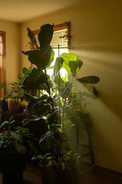 Fiddle leaf tree growing indoors near a window with sunlight shining on its.. 스톡 사진