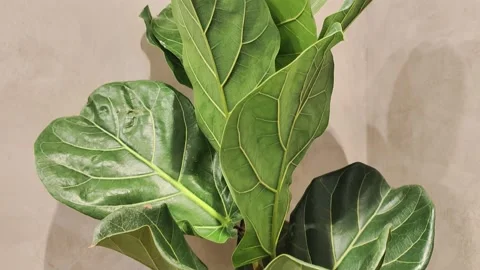 Fiddlefig2 動画素材 233855763