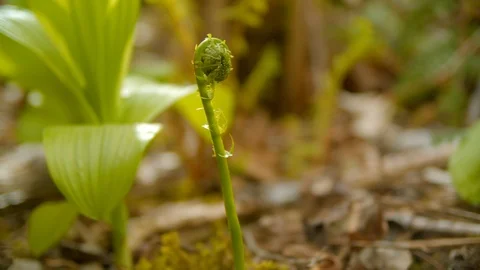 Fiddlehead being picked in a field. Stock Footage 108448154