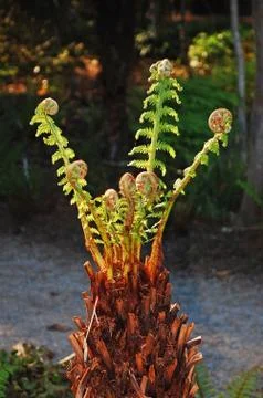 Fiddlehead fern Stock Photos