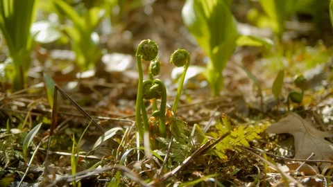 Fiddlehead Ferns in a Field. Stock Footage 108448814