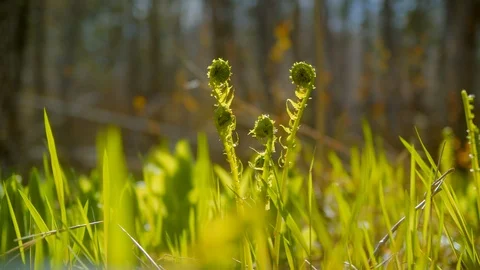 Fiddlehead Ferns in a Field. Stock Footage 108449248