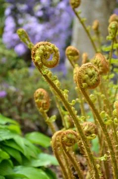 Fiddlehead ferns Stock Photos
