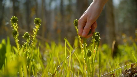 Fiddleheads being picked in a field in Slow Motion. Stock Footage 108448459