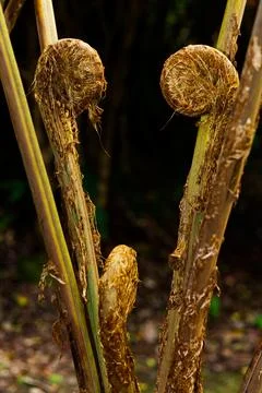 Fiddleheads Coiled Young Fronds Of Hapu'u Tree Fern Hawaii Stock Photos