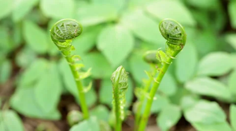 Fiddleheads emerging from the soil Stock Footage 38820028