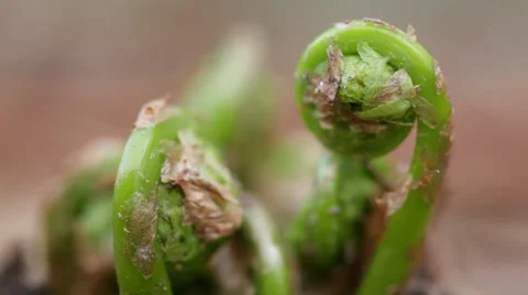 Fiddleheads emerging from the soil Stock Footage 38821933