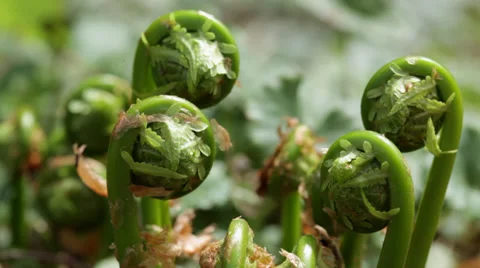 Fiddleheads emerging from the soil Stock Footage 38831886