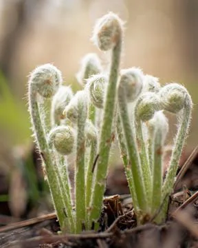 The fiddleheads on the forest floor in spring time Stock Photos